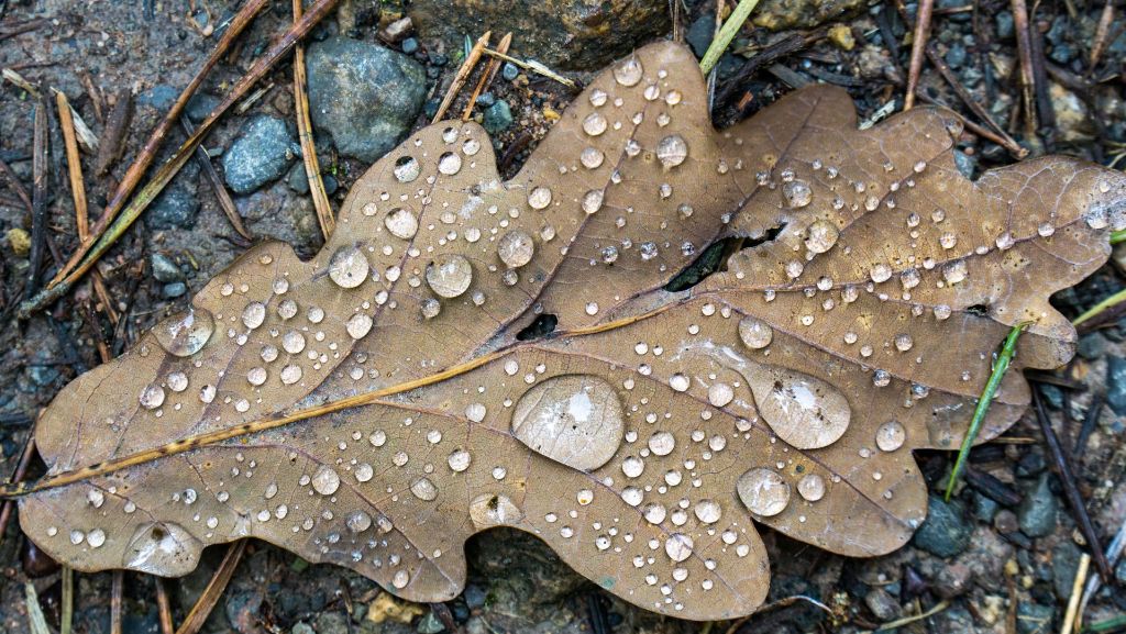 Herbstwetter in Baden-Württemberg: Womöglich fallen erste Schneeflocken