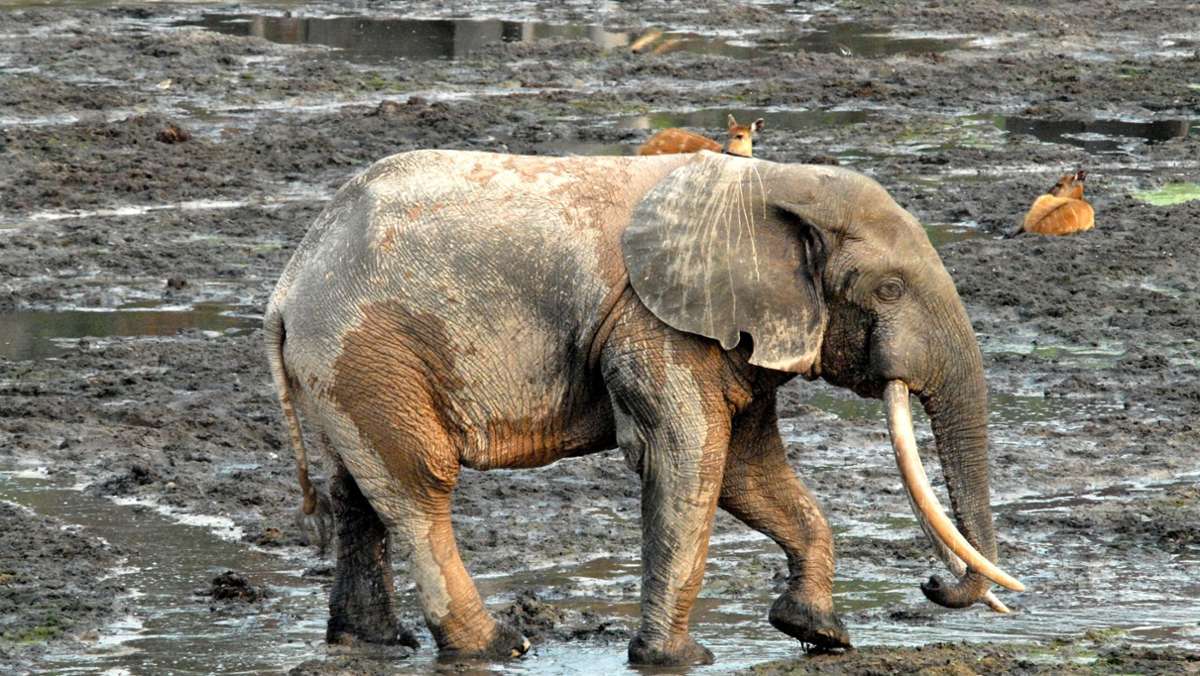 Rote Liste: Afrikanischer Waldelefant jetzt vom Aussterben bedroht