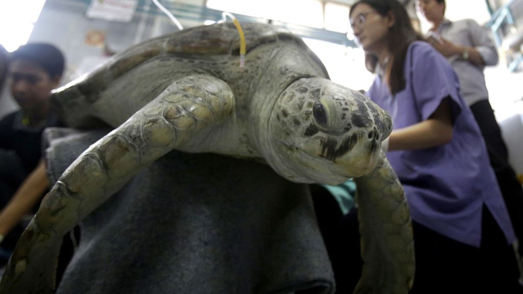 Fast 1000 Münzen im Magen: Schildkröte stirbt nach Not-OP