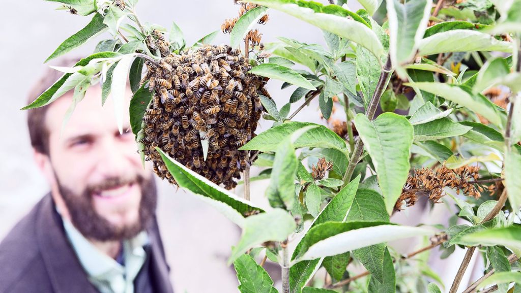 Artensterben: 770 000 Unterschriften würden Bienen helfen