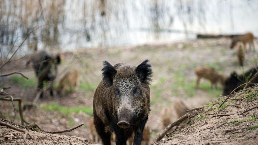 Baden-Württemberg: Schon wieder randalieren Wildschweine vor Supermarkt