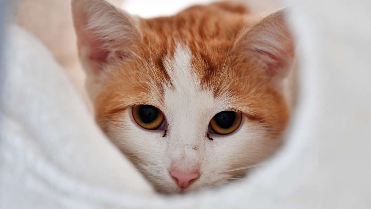 Süßes Tier-Video: Katze benutzt Besitzerin als Kletterbaum