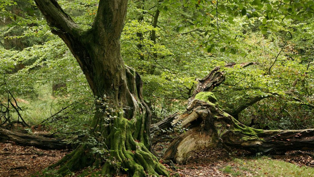 Wildnis in Deutschland: Zurück zur wilden Natur