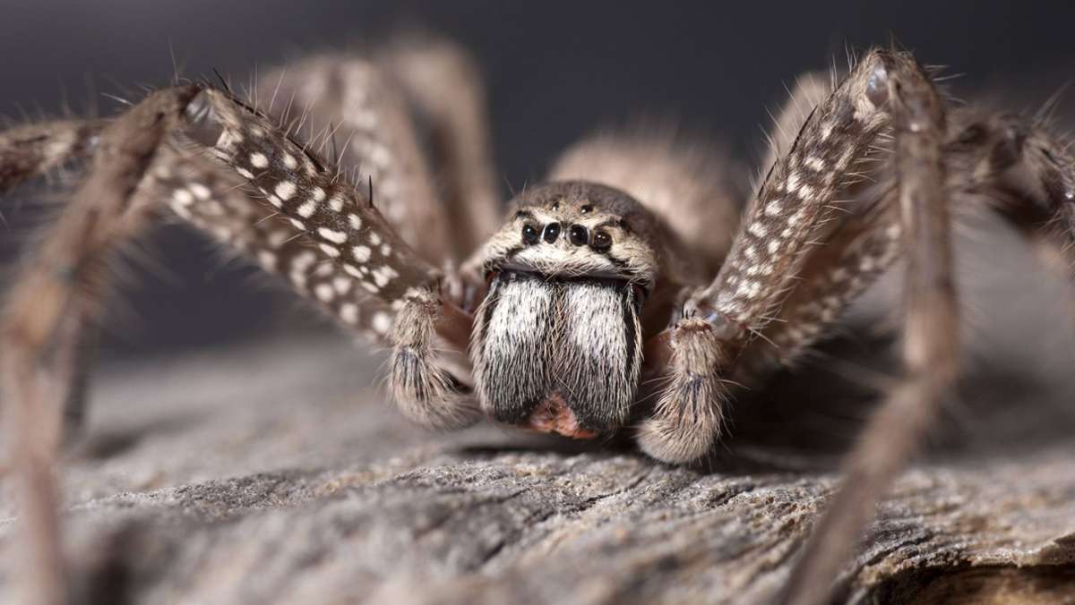 Australien: Expedition entdeckt drei unbekannte Spinnenarten