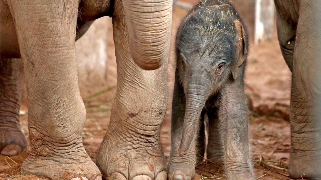 Chester Zoo in Großbritannien: Zoo stellt Video von Elefanten-Geburt ins Netz