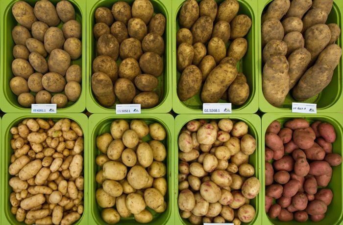 Landwirtschaft auf den Fildern: Im Zeichen der Kartoffel