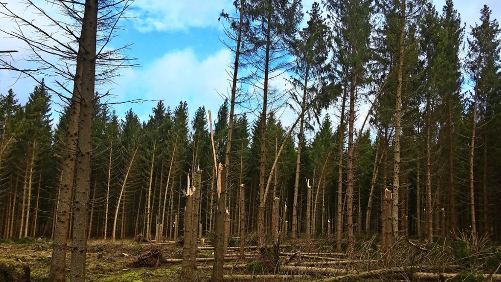 Ludwigsburg nach Sturm Sabine: Der Aufenthalt im  Wald bleibt gefährlich