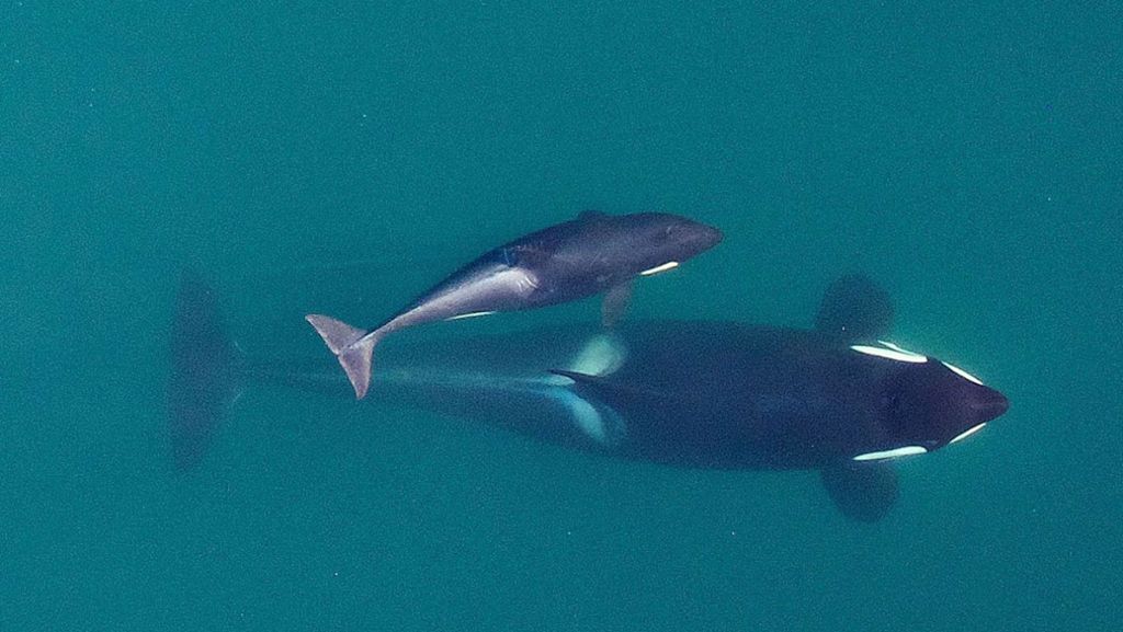 Artenschutz im Pazifik: Orcas droht der schleichende Tod