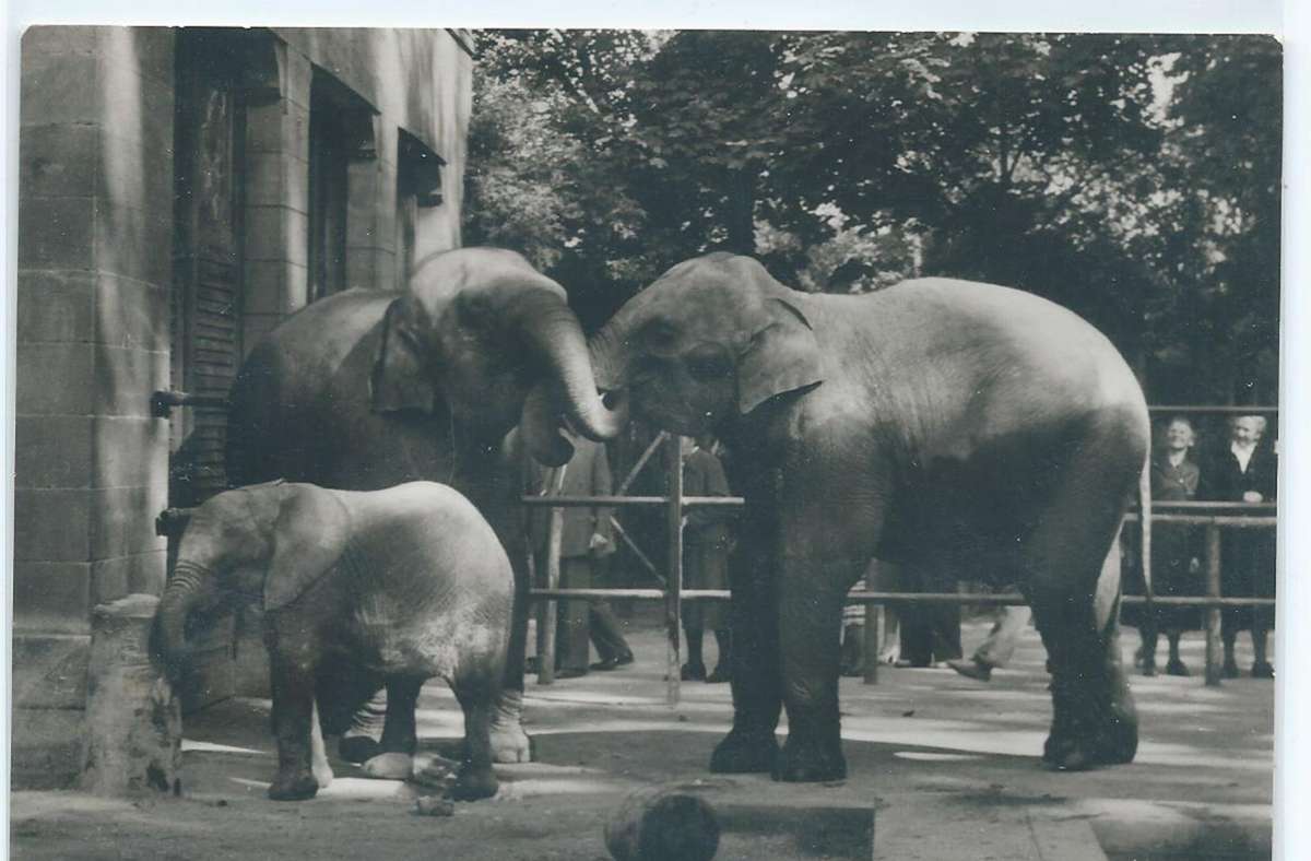 Wilhelma-Elefanten in den 1960ern.