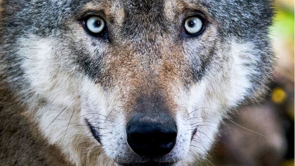 Wölfe im Südwesten: Wolf aus Odenwald möglicherweise nach Baden-Württemberg gezogen