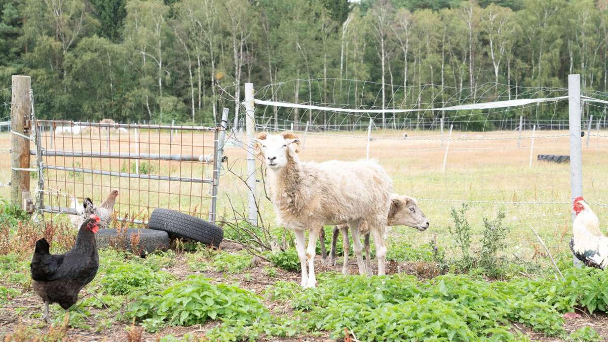 Brutale Tierquälerei in Besigheim: Hühner geköpft, Schafe gefesselt –  und in der Enz versenkt