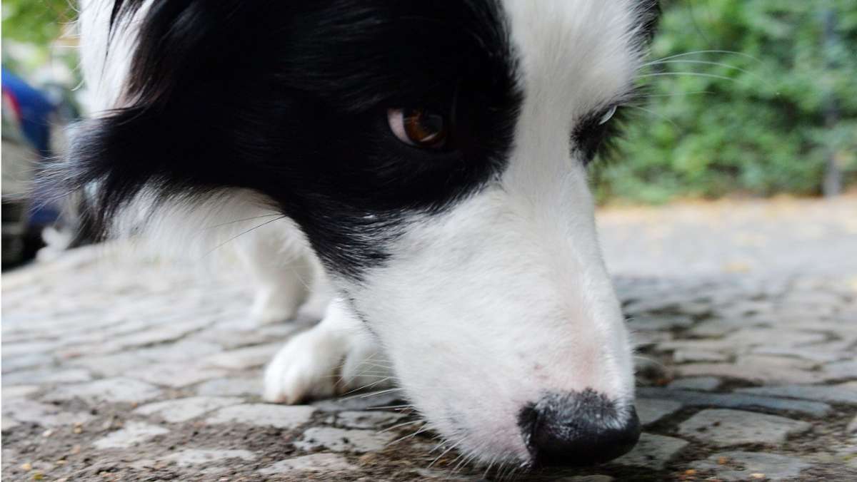 Polizei warnt: Hund frisst Giftköder in Esslingen