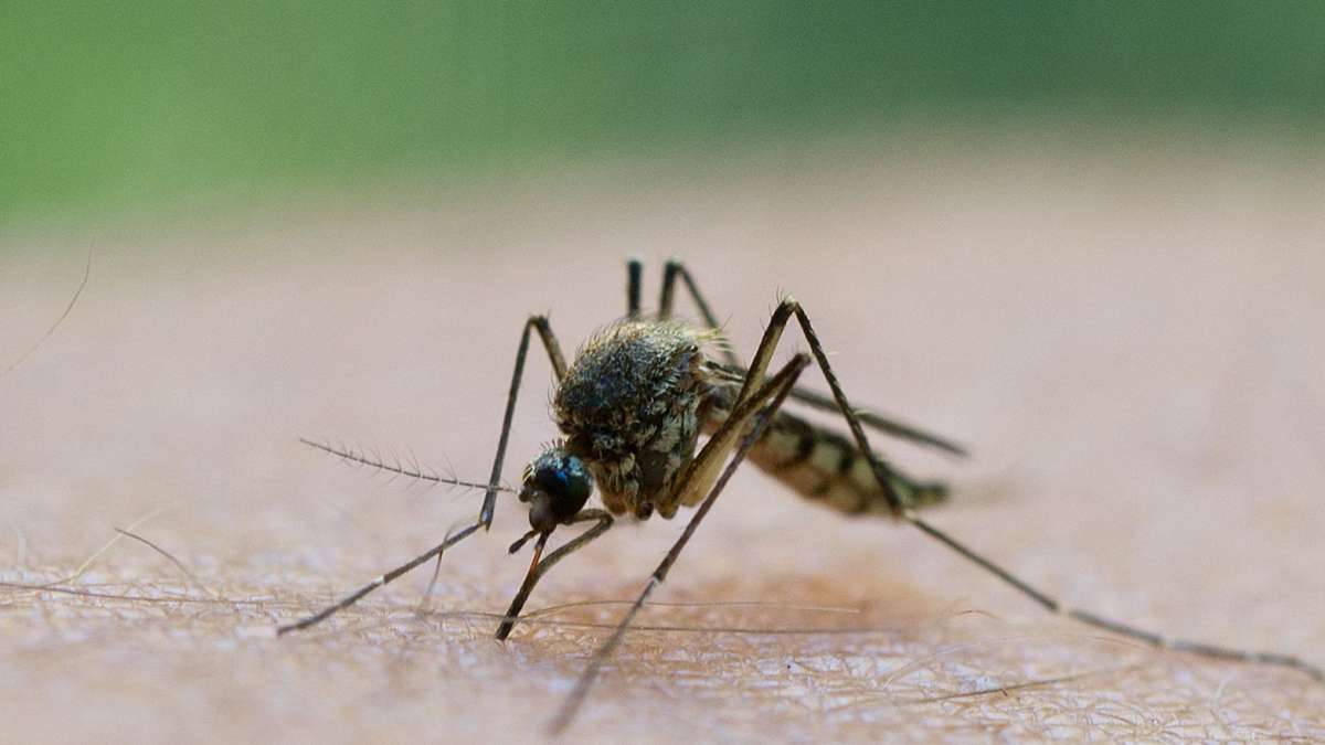 Erste Larven schlüpfen schon: Stechmückensaison beginnt in diesem Jahr besonders früh