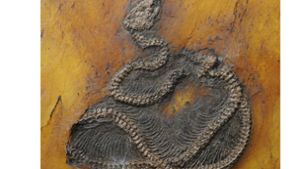 Älteste fossile Python in Welterbe Grube Messel entdeckt