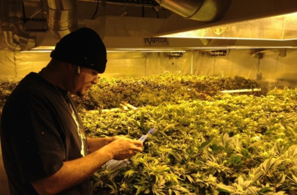 Cannabis-Züchter machen derzeit den großen Reibach. Foto: dpa