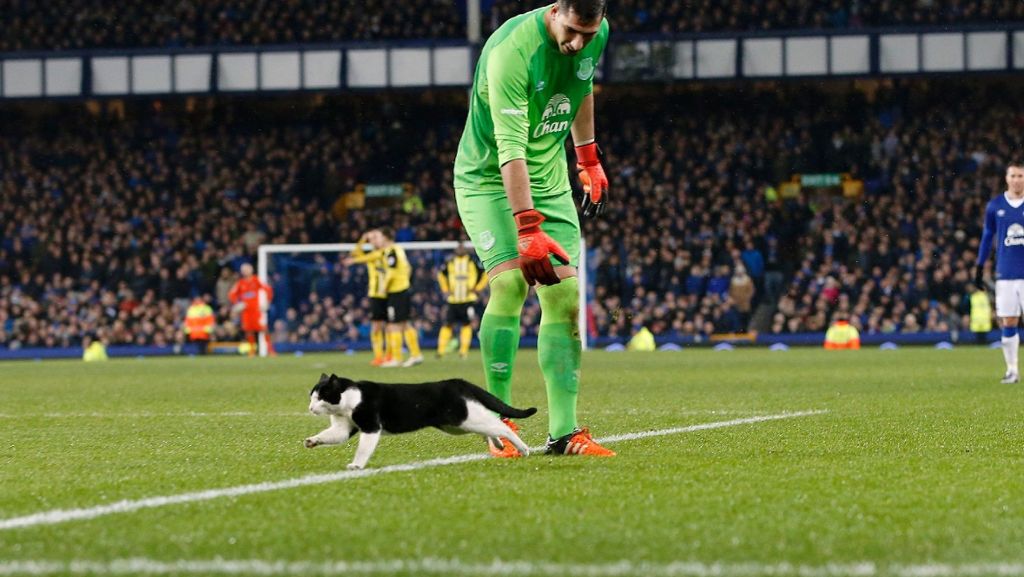 Fußballspiel in Liverpool: Wenn eine Katze über das Spielfeld flitzt