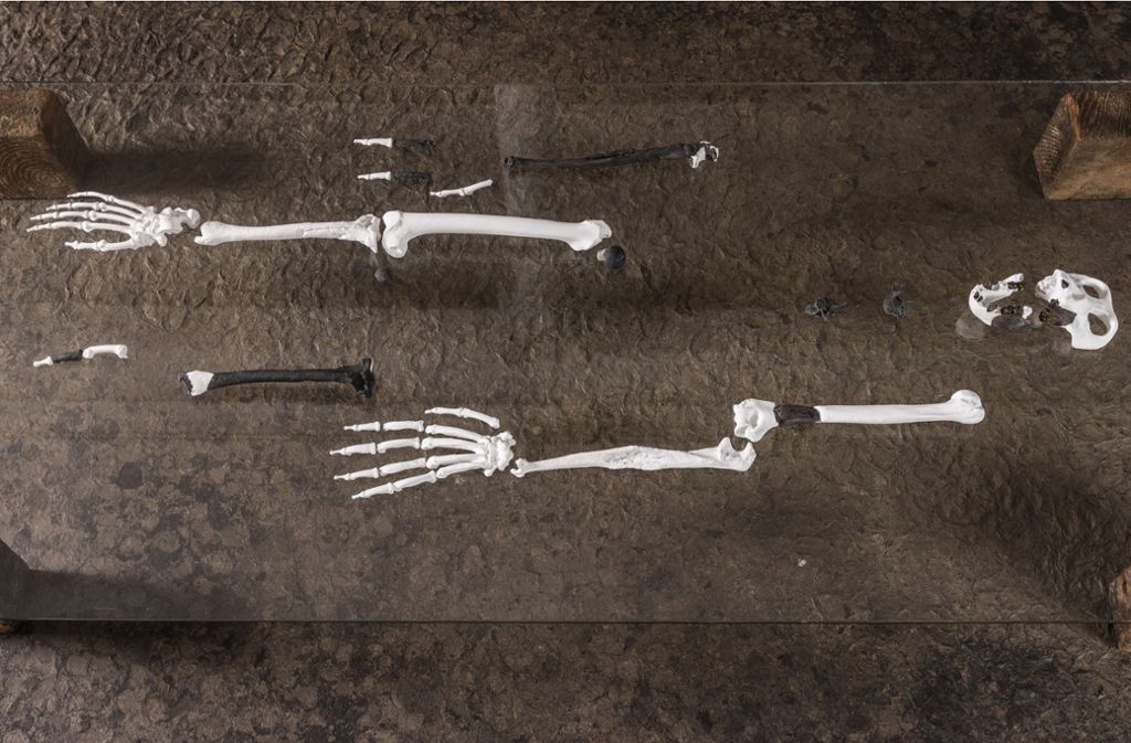 Aus den Fossilien rekonstruierte das Team von Madelaine Böhme den Aufbau weiterer Knochen.