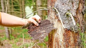 Forst im Kreis Göppingen: Sperrung von Teilen des Waldes geplant
