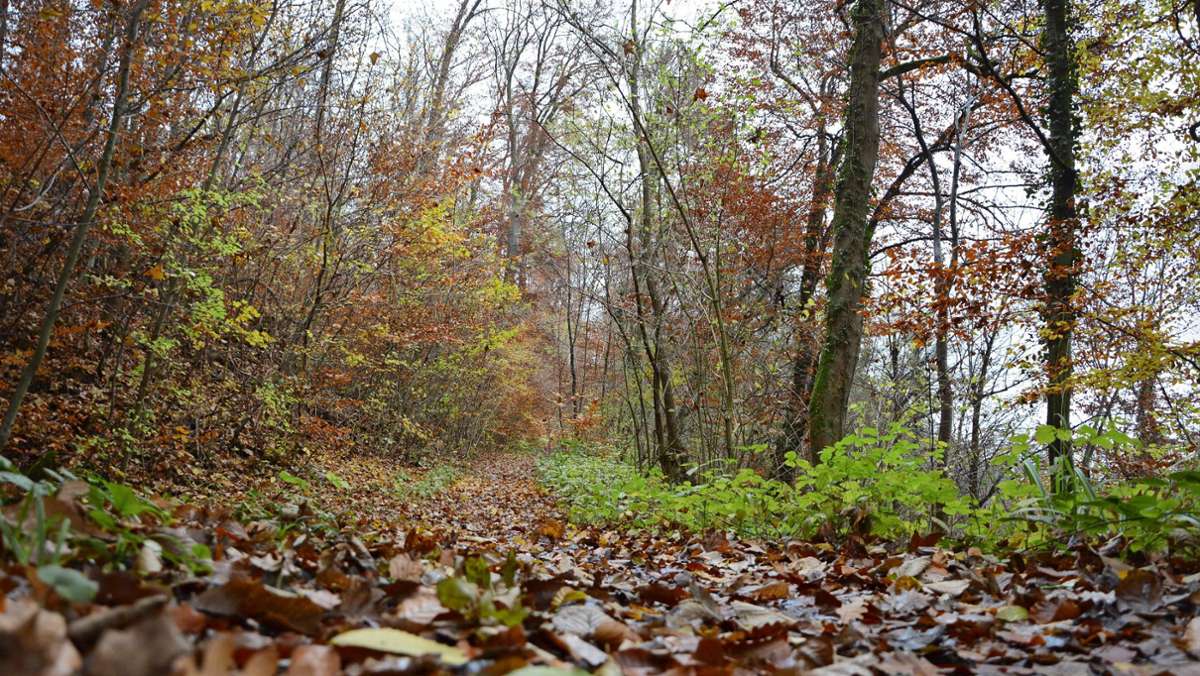 Stadtwald Leinfelden-Echterdingen: Weniger Bäume gefällt als geplant