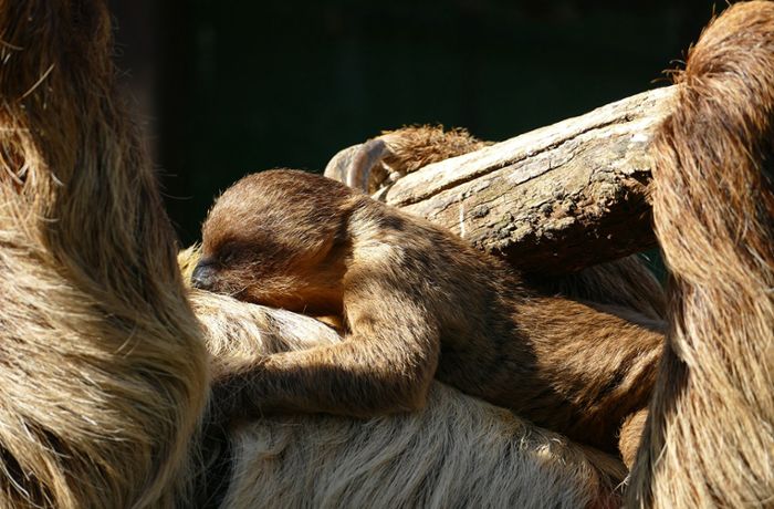 Zoo Heidelberg: Faultier-Baby erblickt das Licht der Welt