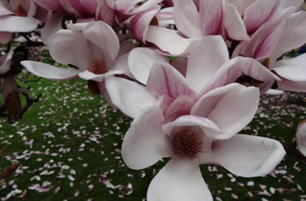 16. März: So früh war die Magnolienblüte in der Wilhelma selten dran - das milde Wetter sorgt dafür, dass die Bäume ihre eleganten Blumenkelche über einen Monat früher öffnen als im Jahr zuvor. So weit sich die Wilhelma-Mitarbeiter erinnern können, waren die Tulpenbäume nur ein Mal so früh dran: Im Jahr 2003. Hier geht es zum Artikel von damals