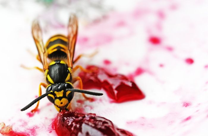 Diese Tricks helfen gegen Wespen