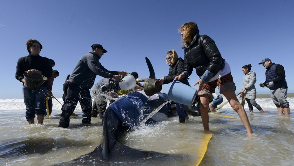 Argentinien: Helfer retten sechs gestrandete Schwertwale