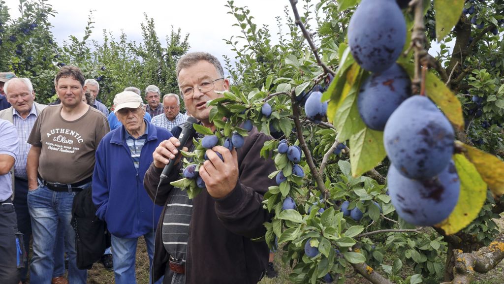 Obstbau im Kreis Böblingen: Der Einzelhandel opfert die regionalen Landwirte